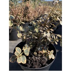 Бруслина/ Бересклет Форчуна Канадейл Голд 40 см